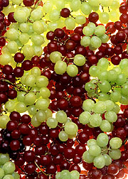 Bunches of Grapes k7248-56i.jpg